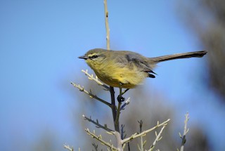  - Greater Wagtail-Tyrant