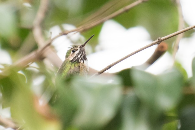 Calliope Hummingbird