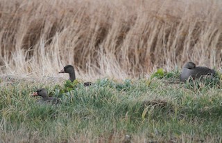 Greater White-fronted Goose, ML92438361