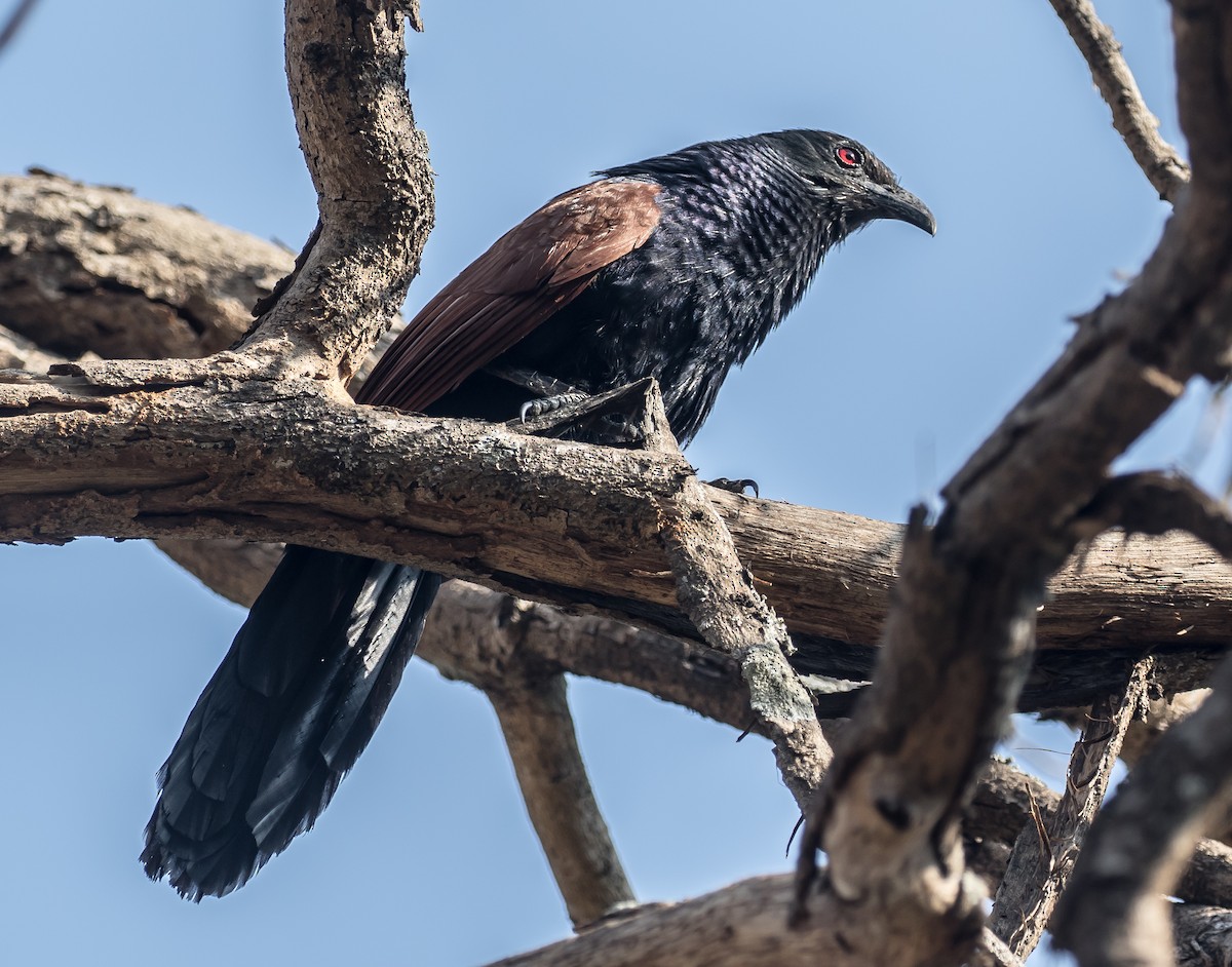 Greater Coucal - ML92440041