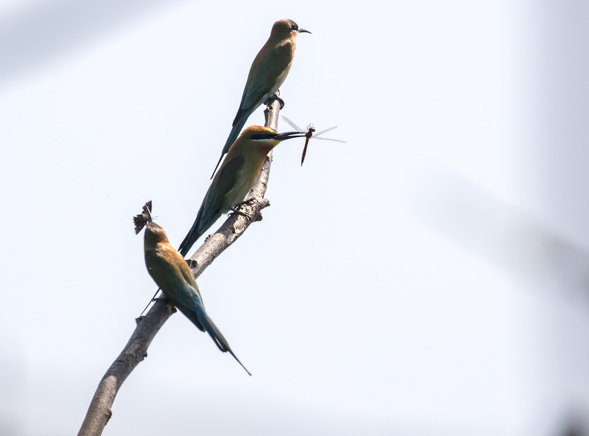 Blue-tailed Bee-eater - ML92440371