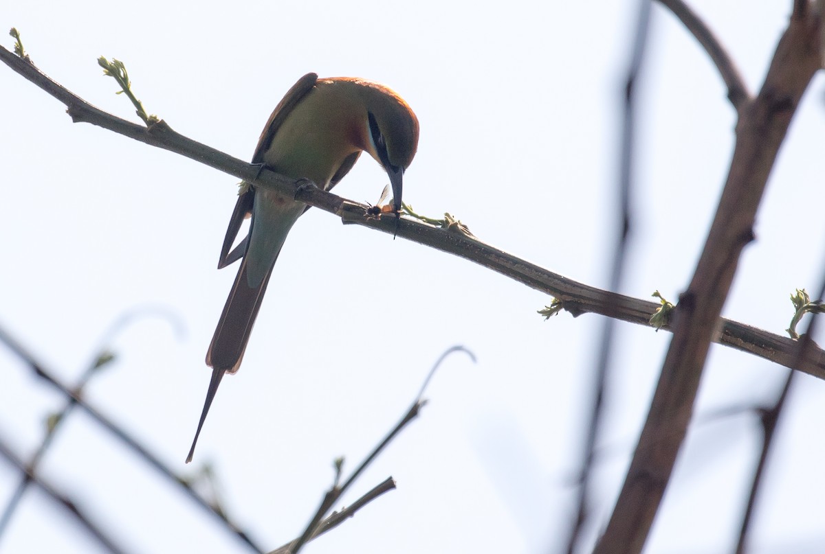 Blue-tailed Bee-eater - Ian Burgess