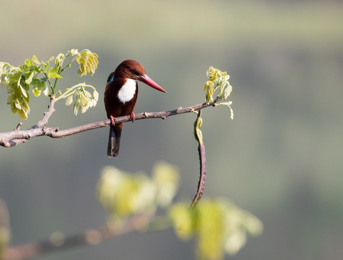 White-throated Kingfisher - Ian Burgess