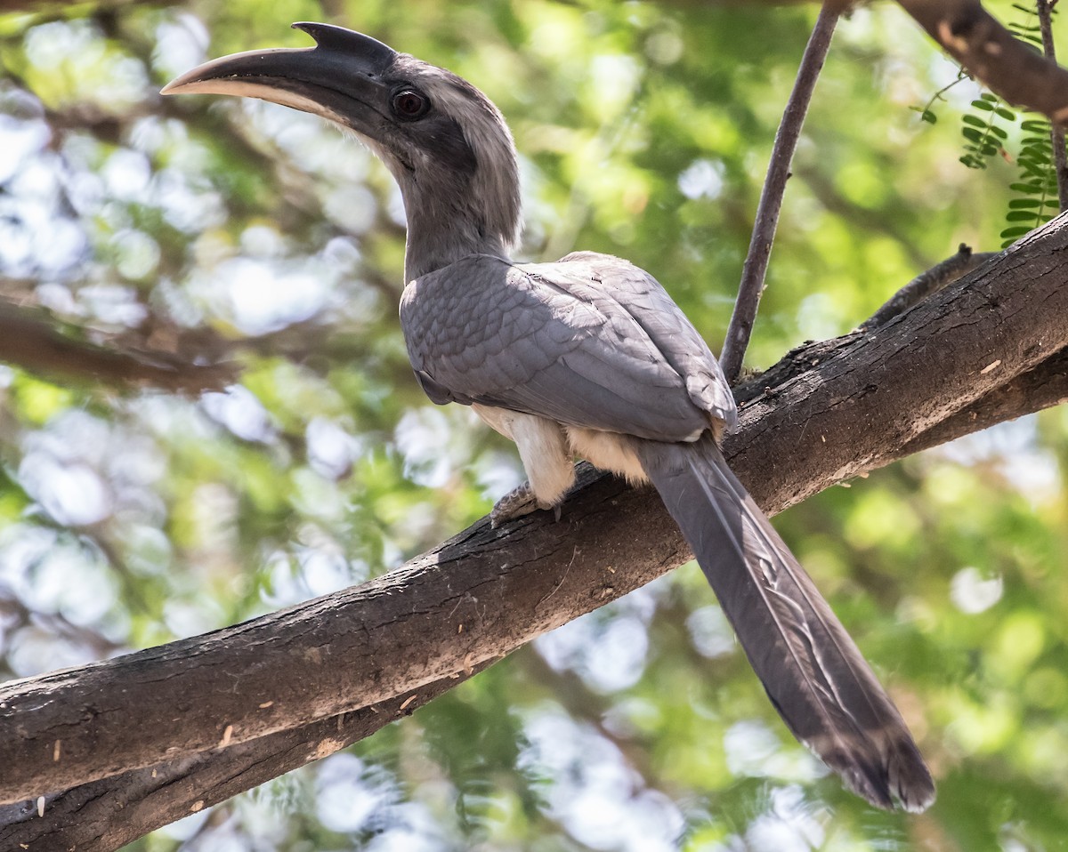 Indian Gray Hornbill - ML92440511
