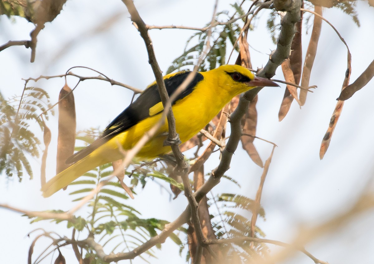 Indian Golden Oriole - ML92440551