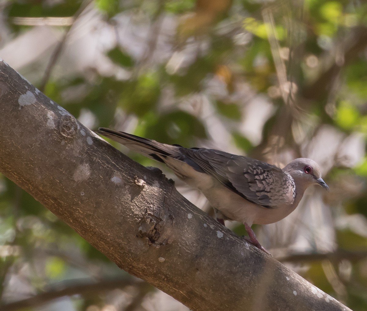 Spotted Dove - ML92441181