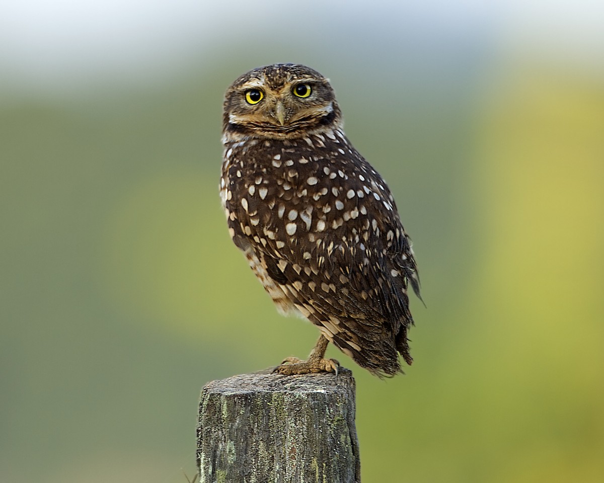 Burrowing Owl - Arnaud Lacroix