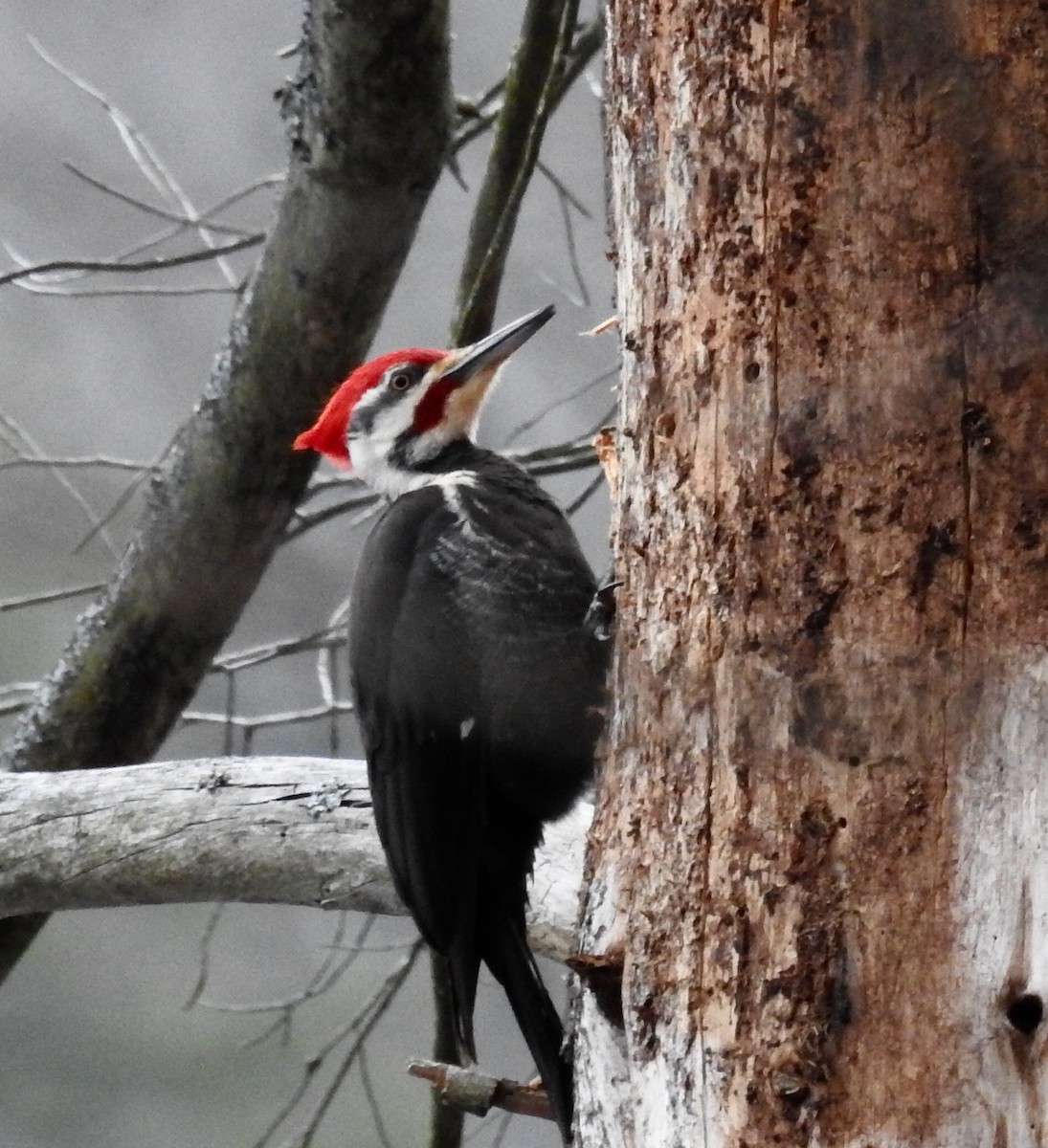 Pileated Woodpecker - ML92444511