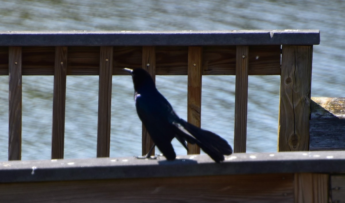 Boat-tailed Grackle - ML92444601