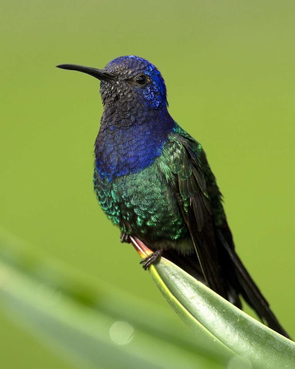 Swallow-tailed Hummingbird - ML92447281