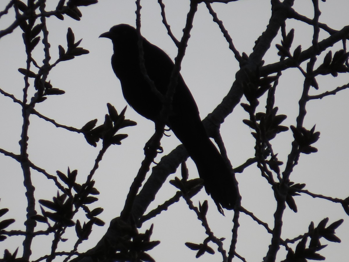 Great-tailed Grackle - ML92448791