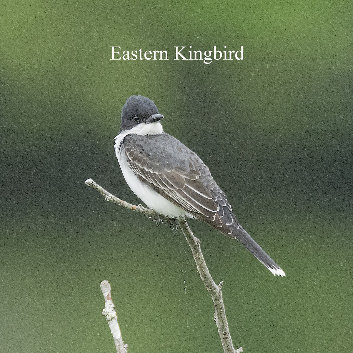 Eastern Kingbird - ML92450981