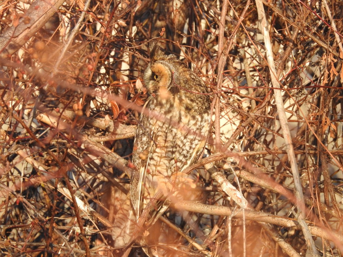 Long-eared Owl - ML92451201