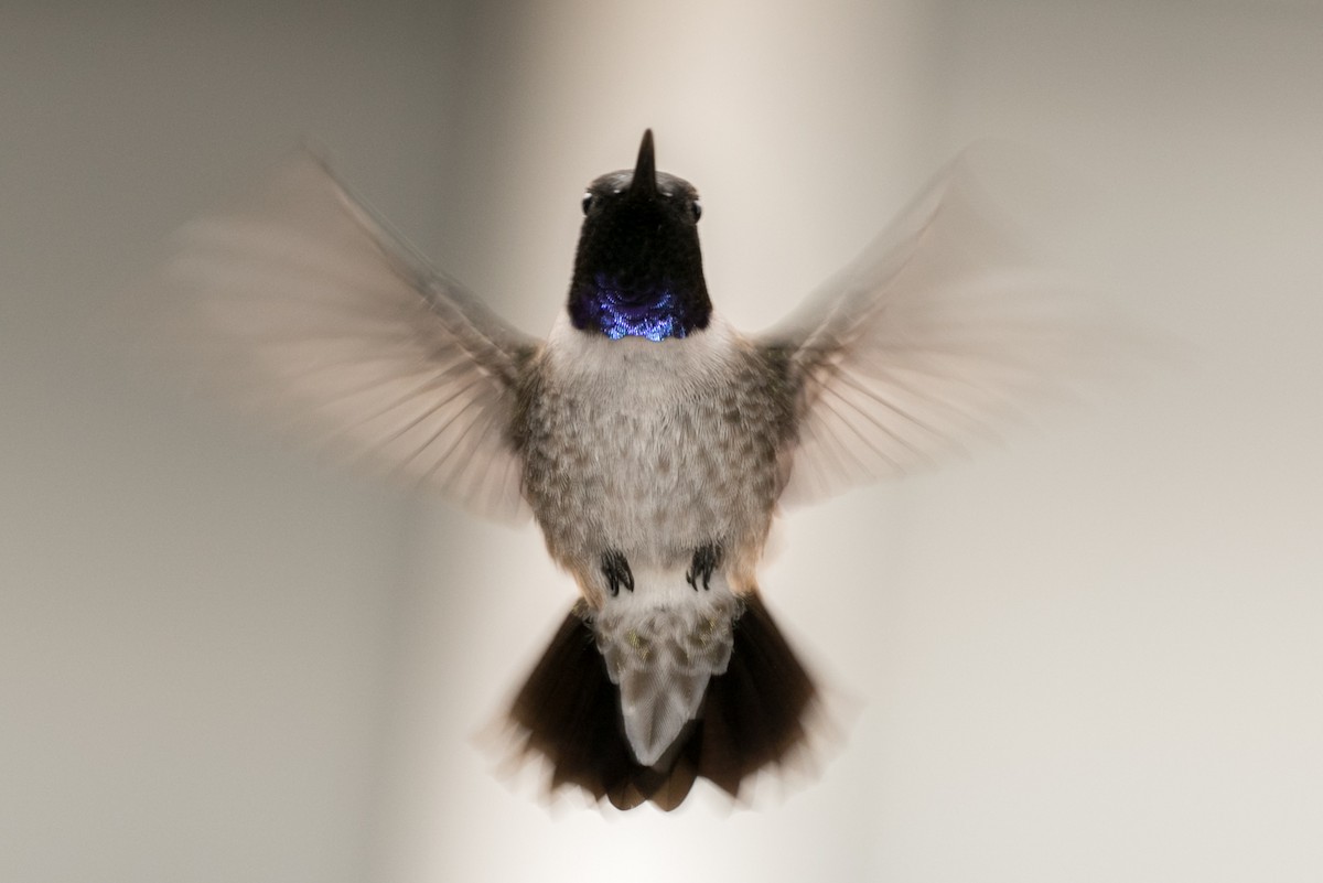 Black-chinned Hummingbird - Jeremiah Psiropoulos