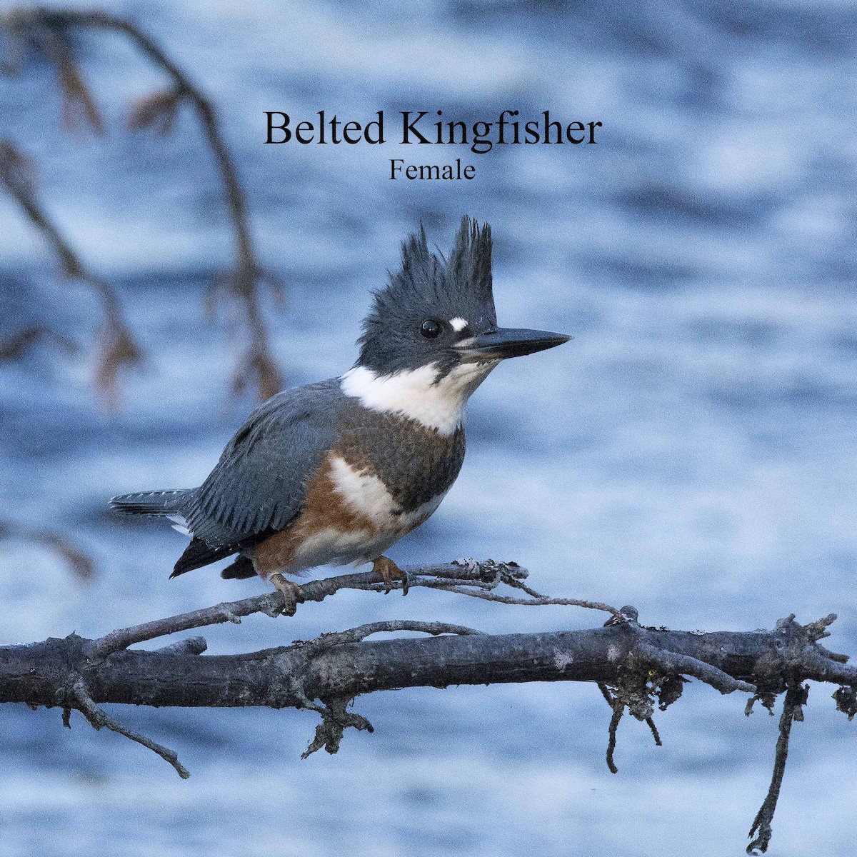 Belted Kingfisher - ML92452261