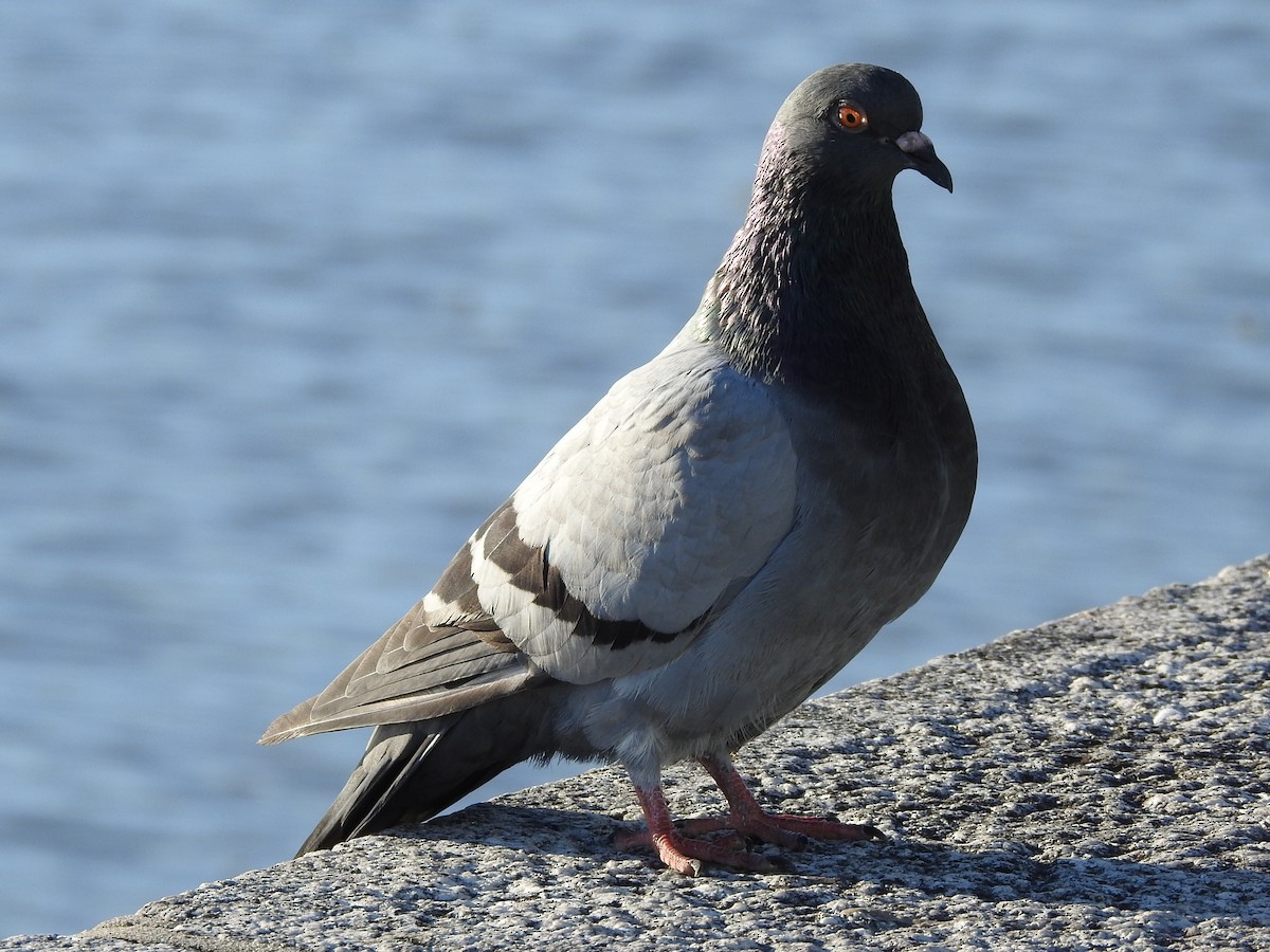 Rock Pigeon (Feral Pigeon) - Guillermo Costa