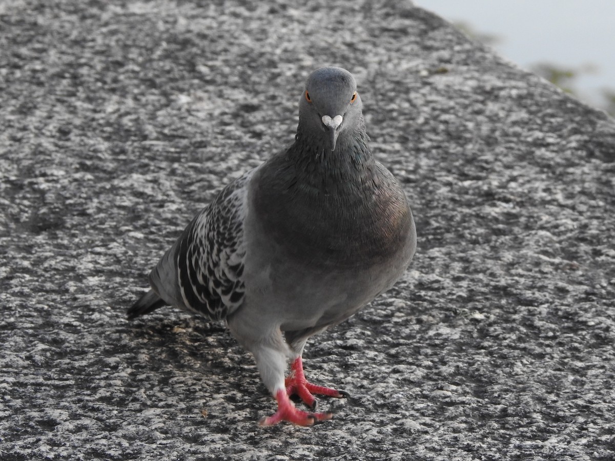 Rock Pigeon (Feral Pigeon) - ML92453081