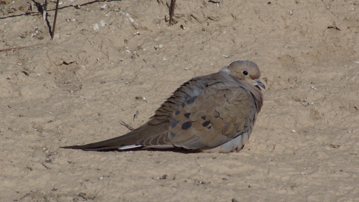 Mourning Dove - Peter Kavouras