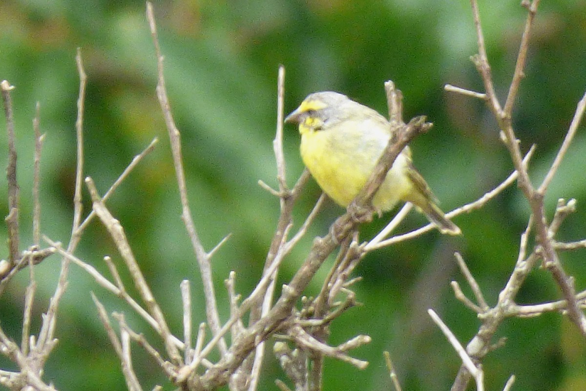 Yellow-fronted Canary - Laurie Koepke