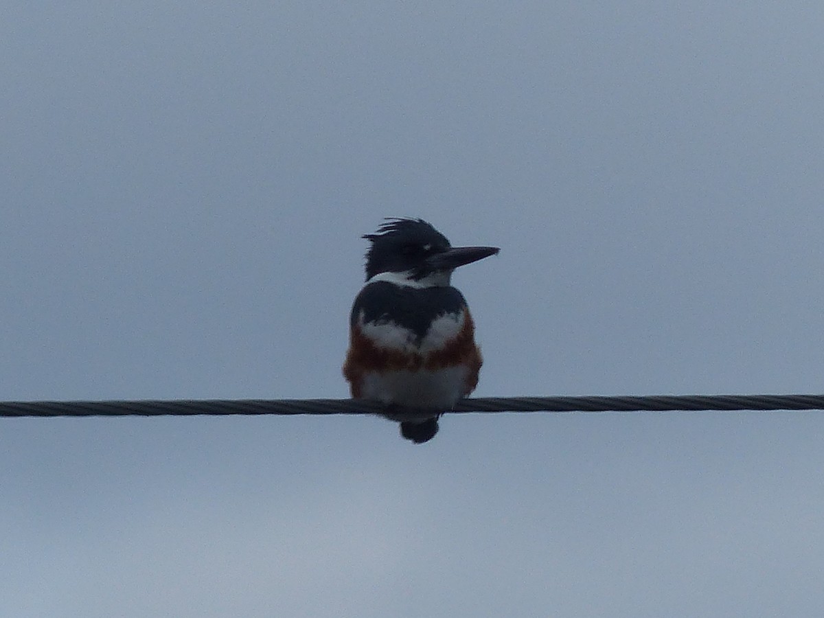 Belted Kingfisher - ML92457351