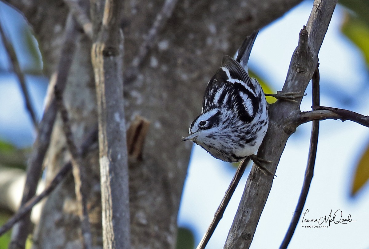 Black-and-white Warbler - Tammy McQuade
