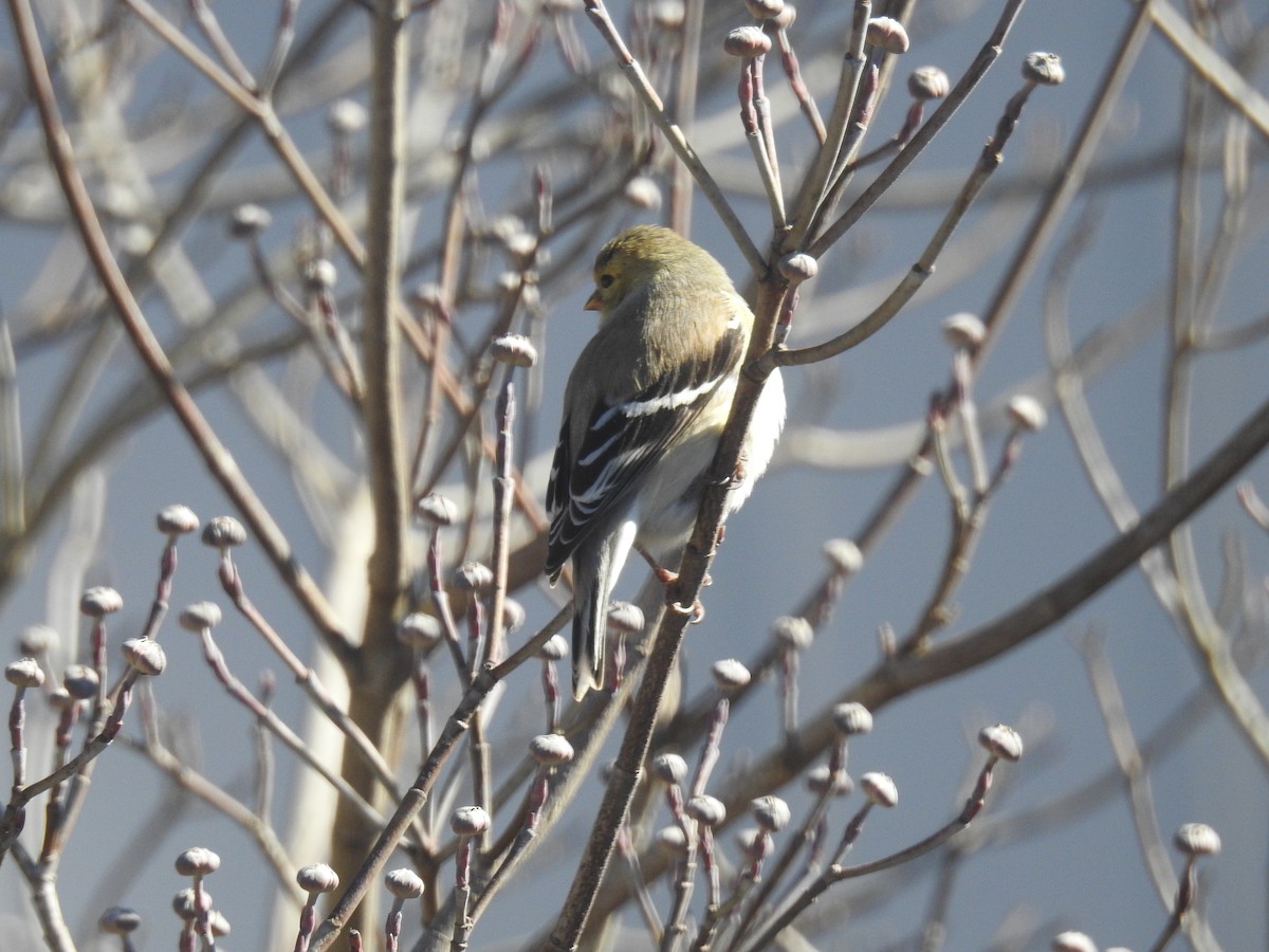 American Goldfinch - Jesse Ray