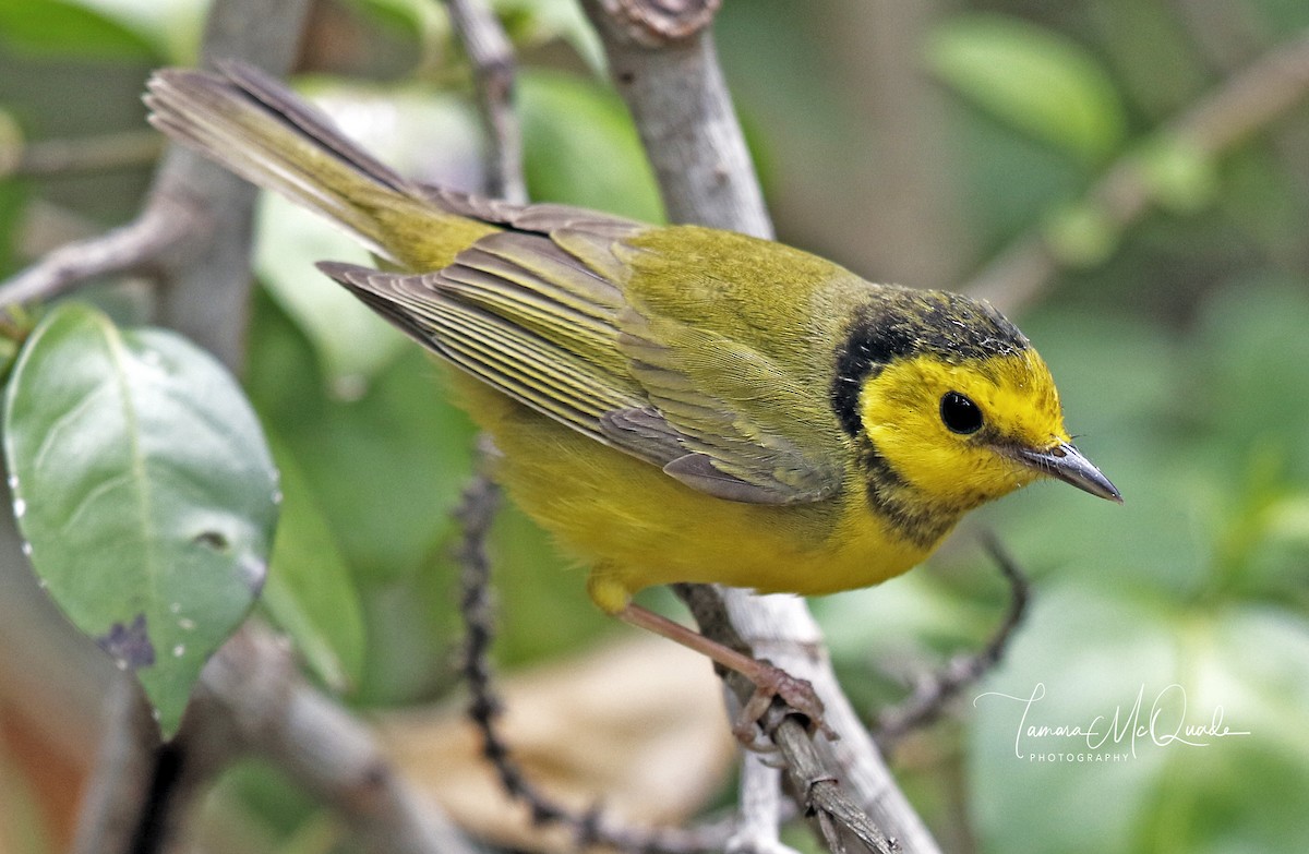 Hooded Warbler - Tammy McQuade