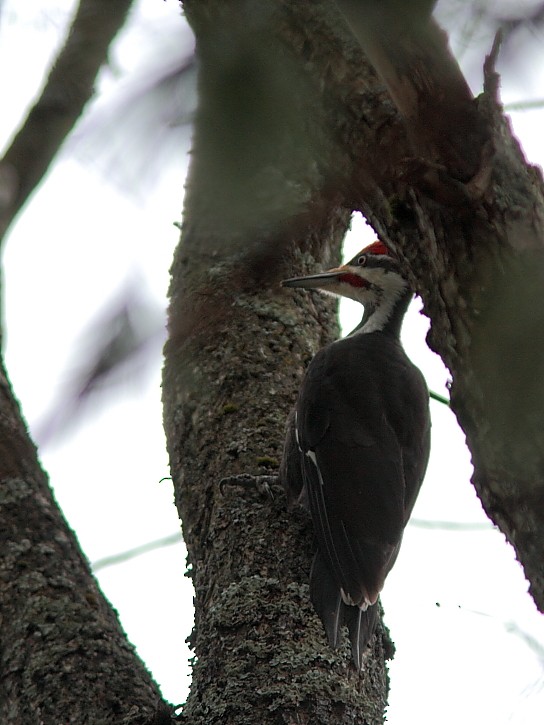 Pileated Woodpecker - Alain Deschamps