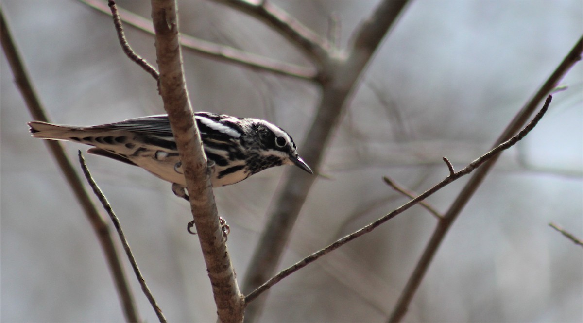 Black-and-white Warbler - ML92469861