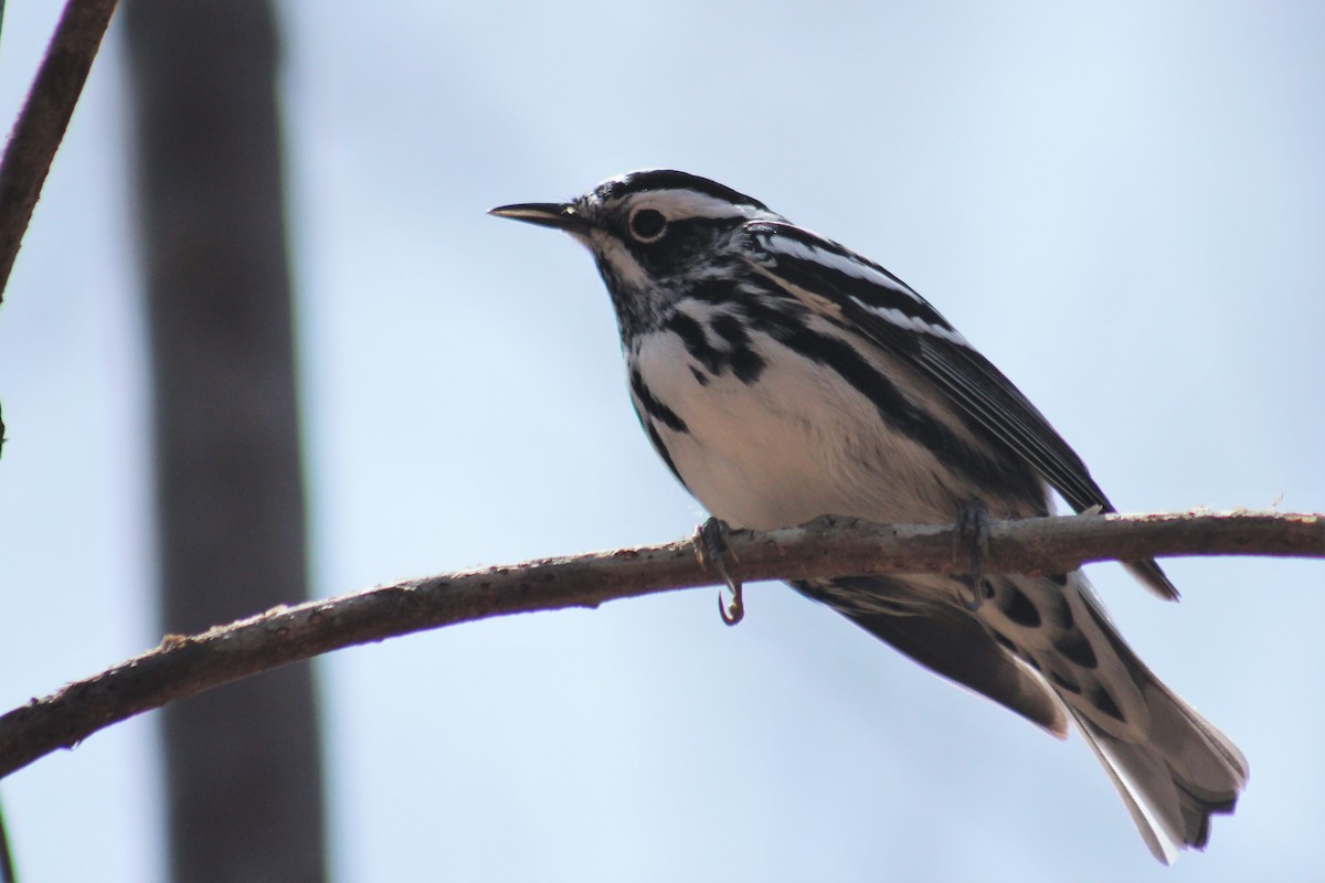 Black-and-white Warbler - ML92469871