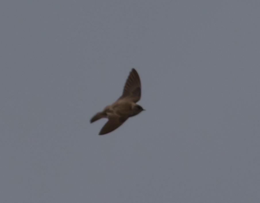 Northern Rough-winged Swallow - Scott Townley