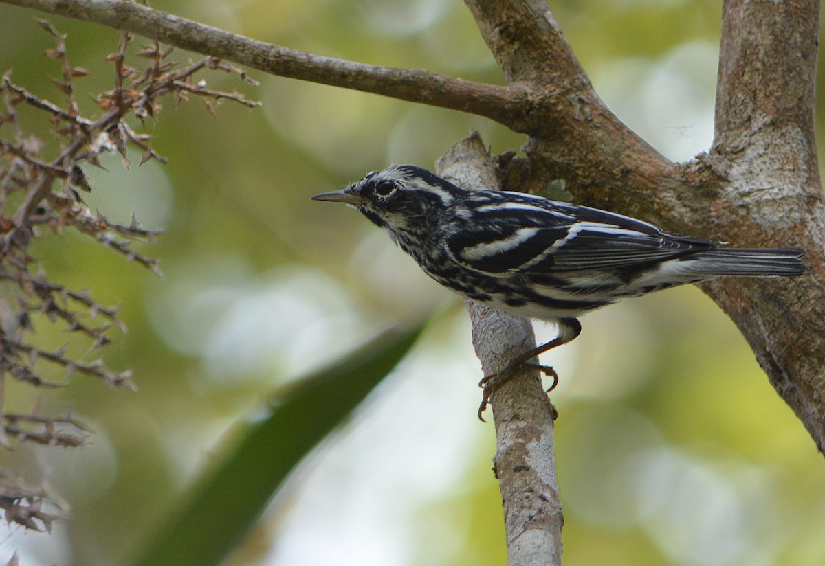 Black-and-white Warbler - ML92473031