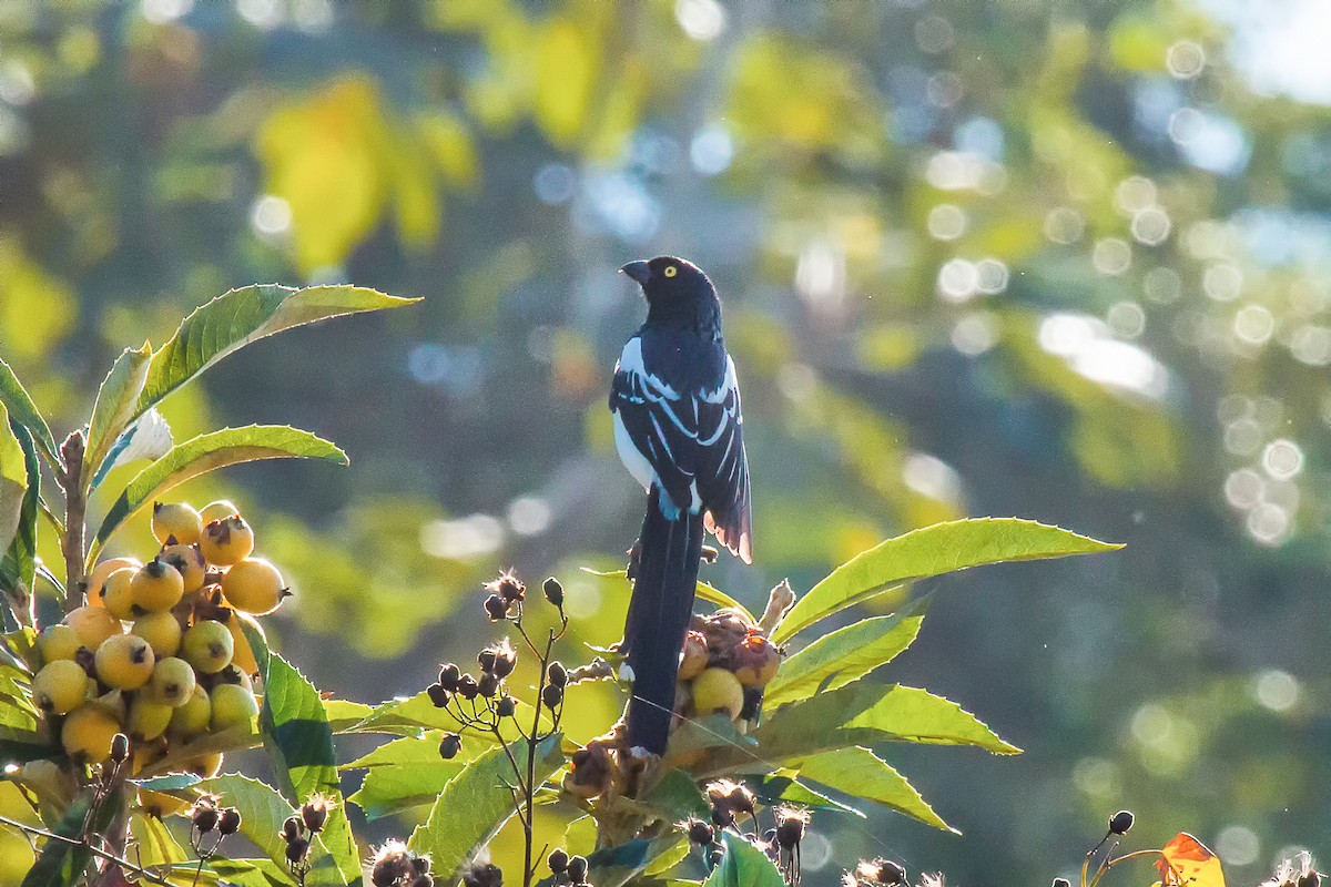Magpie Tanager - ML92481331