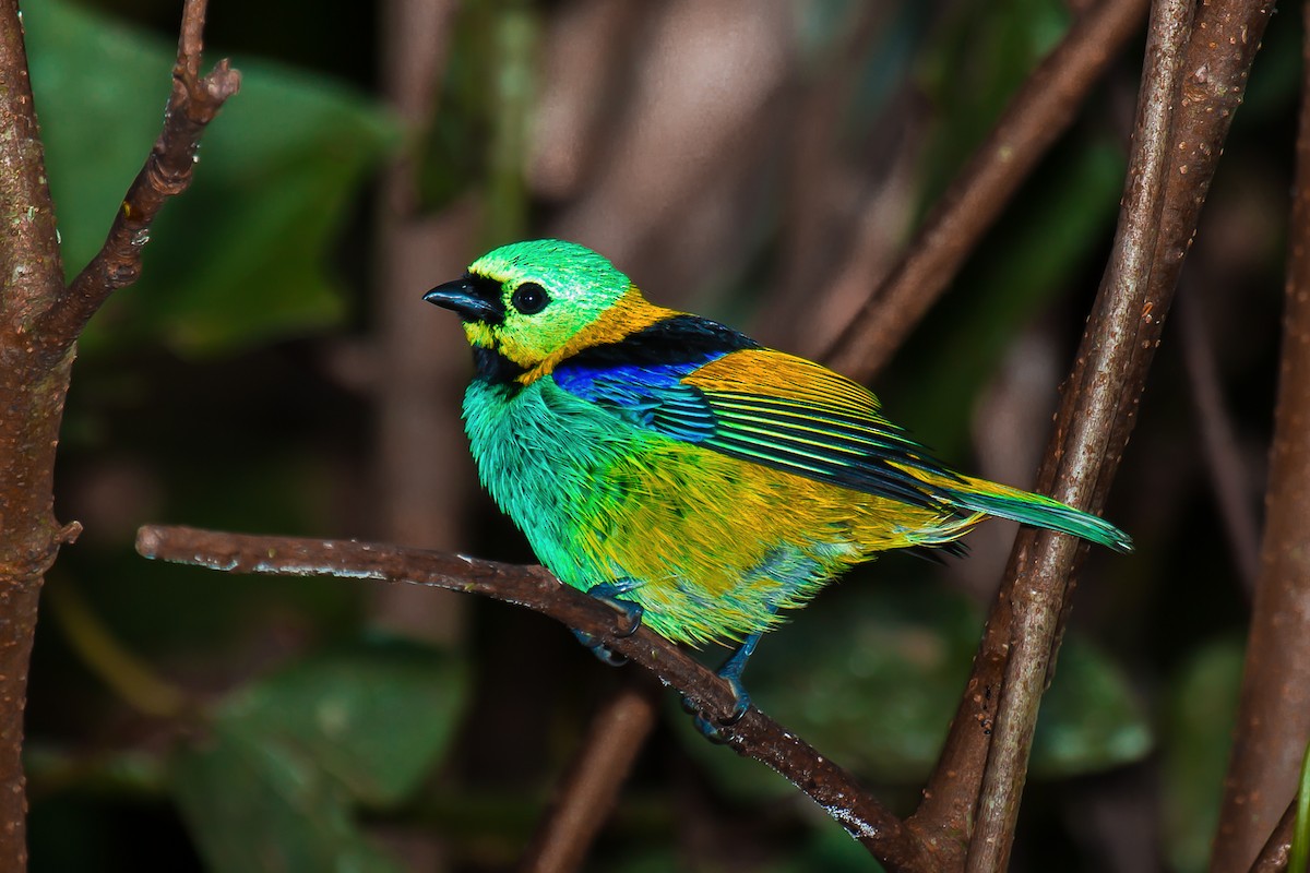 Green-headed Tanager - ML92482151
