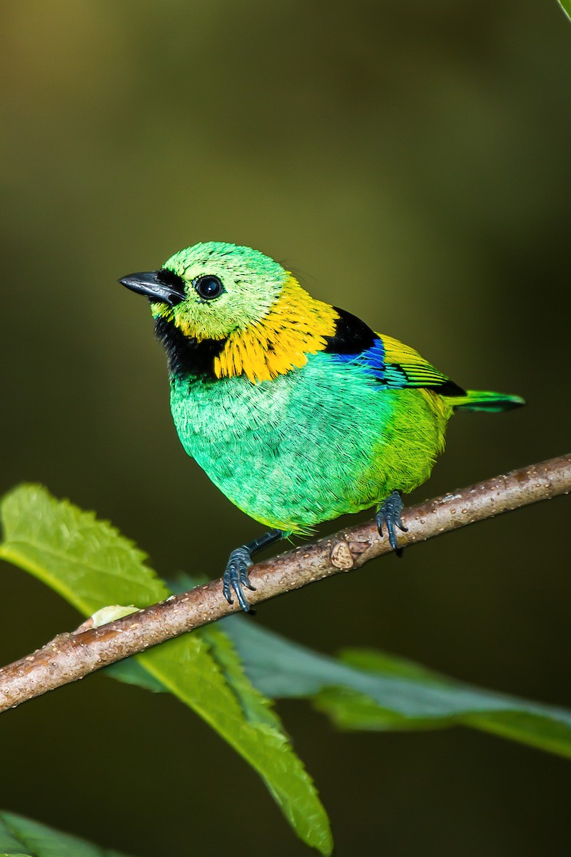 Green-headed Tanager - ML92482181