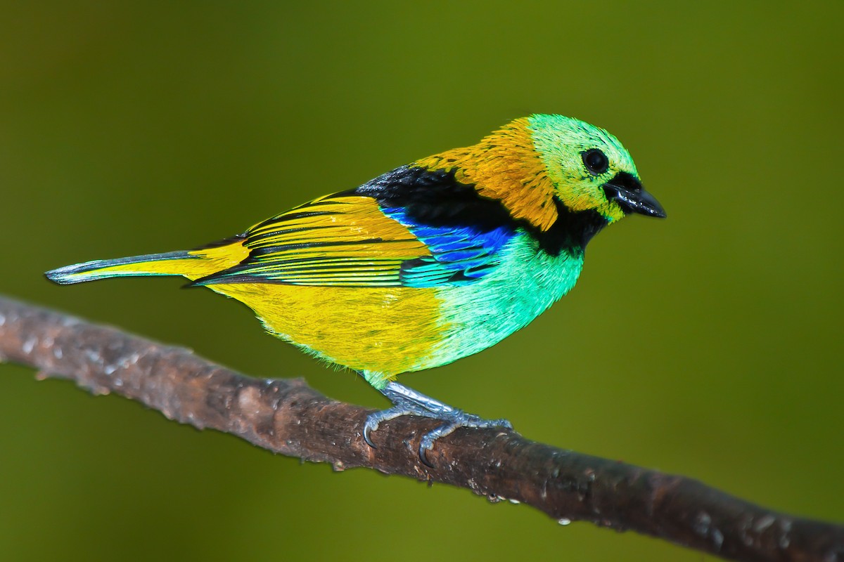 Green-headed Tanager - ML92482201
