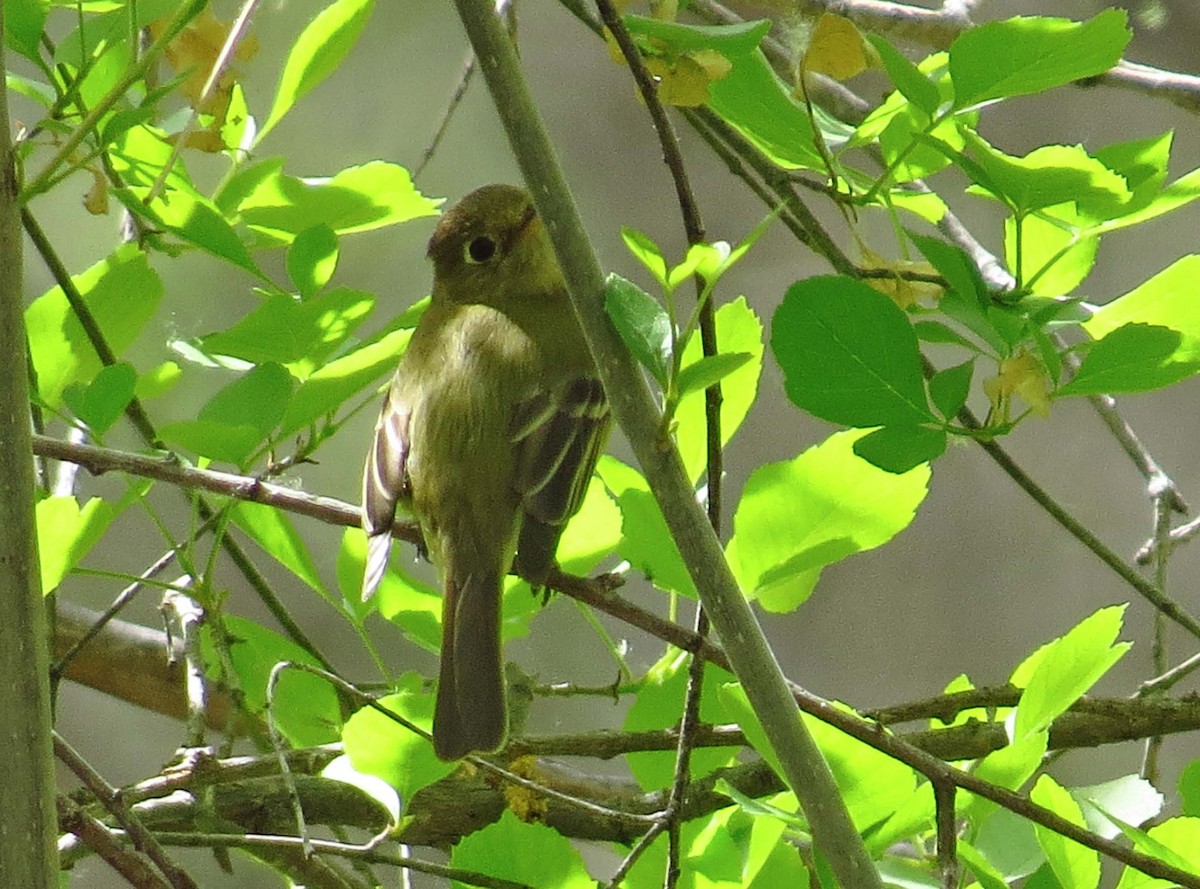 Western Flycatcher (Pacific-slope) - Cathy Beck