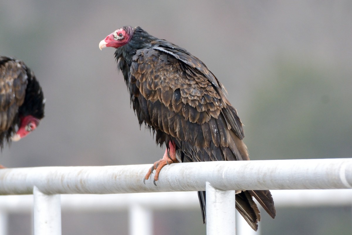 Turkey Vulture - Richard Gray
