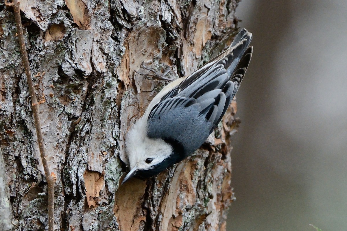 White-breasted Nuthatch - Richard Gray