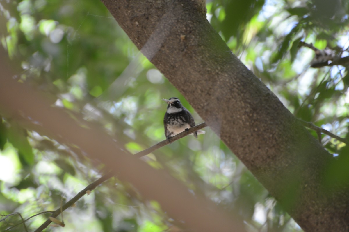 Spot-breasted Fantail - ML92485681