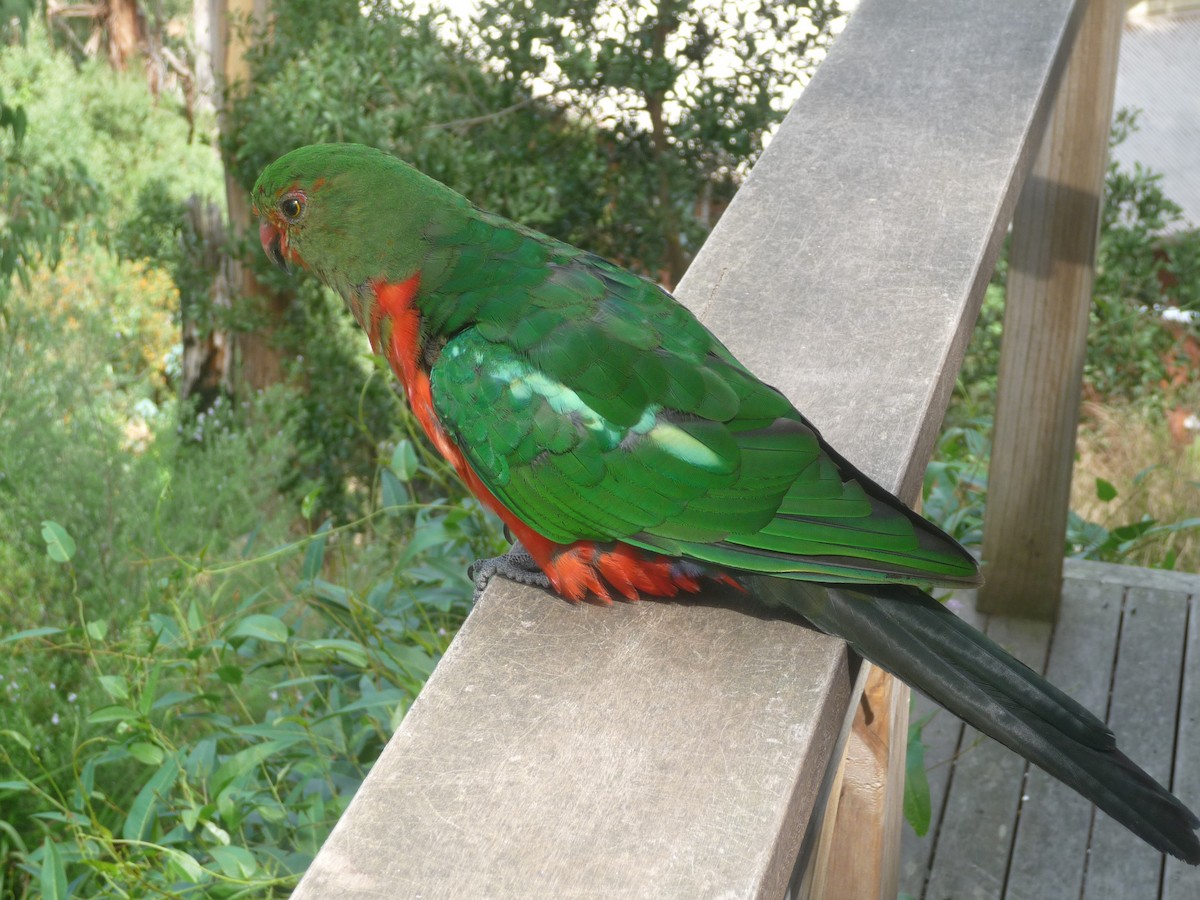 Australian King-Parrot - Dave Russum