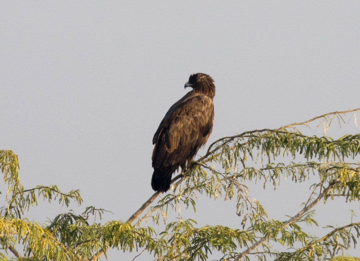 Greater Spotted Eagle - ML92486331