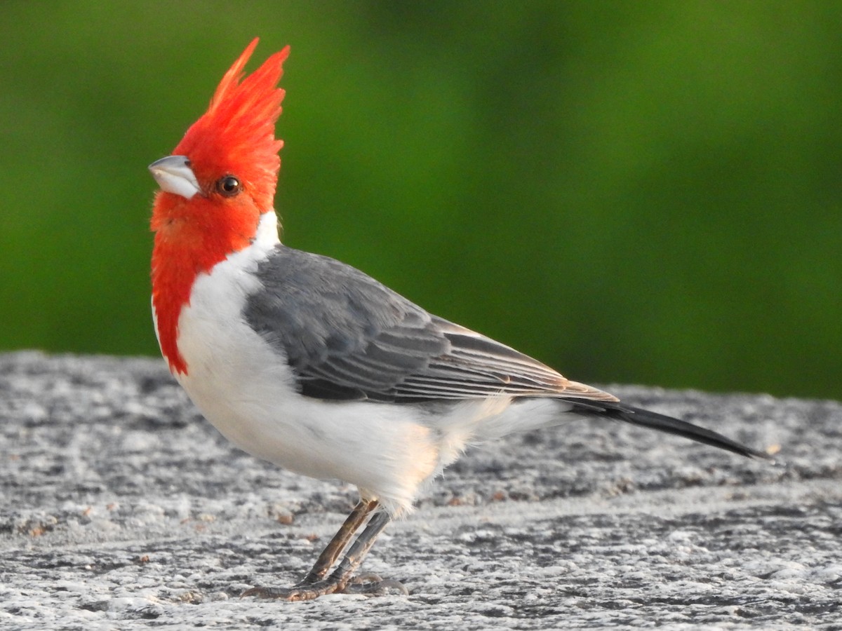Red-crested Cardinal - ML92487391