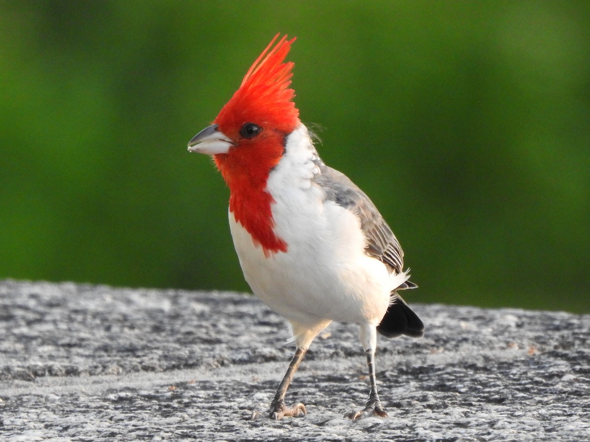 Red-crested Cardinal - ML92487401