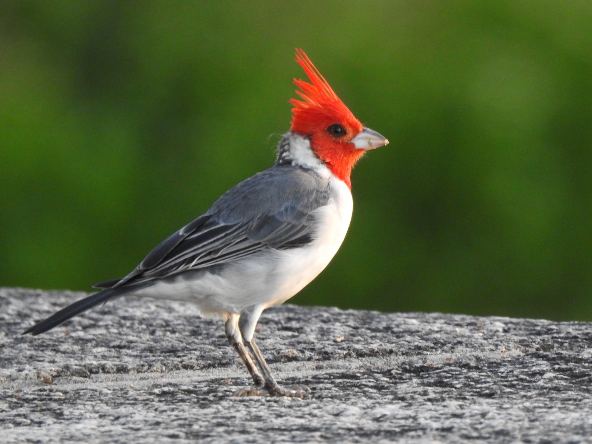 Red-crested Cardinal - Guillermo Costa