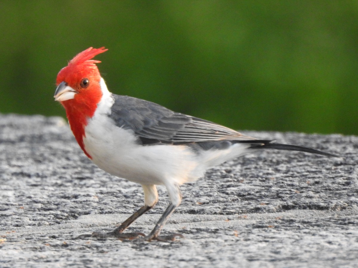 Red-crested Cardinal - ML92487441