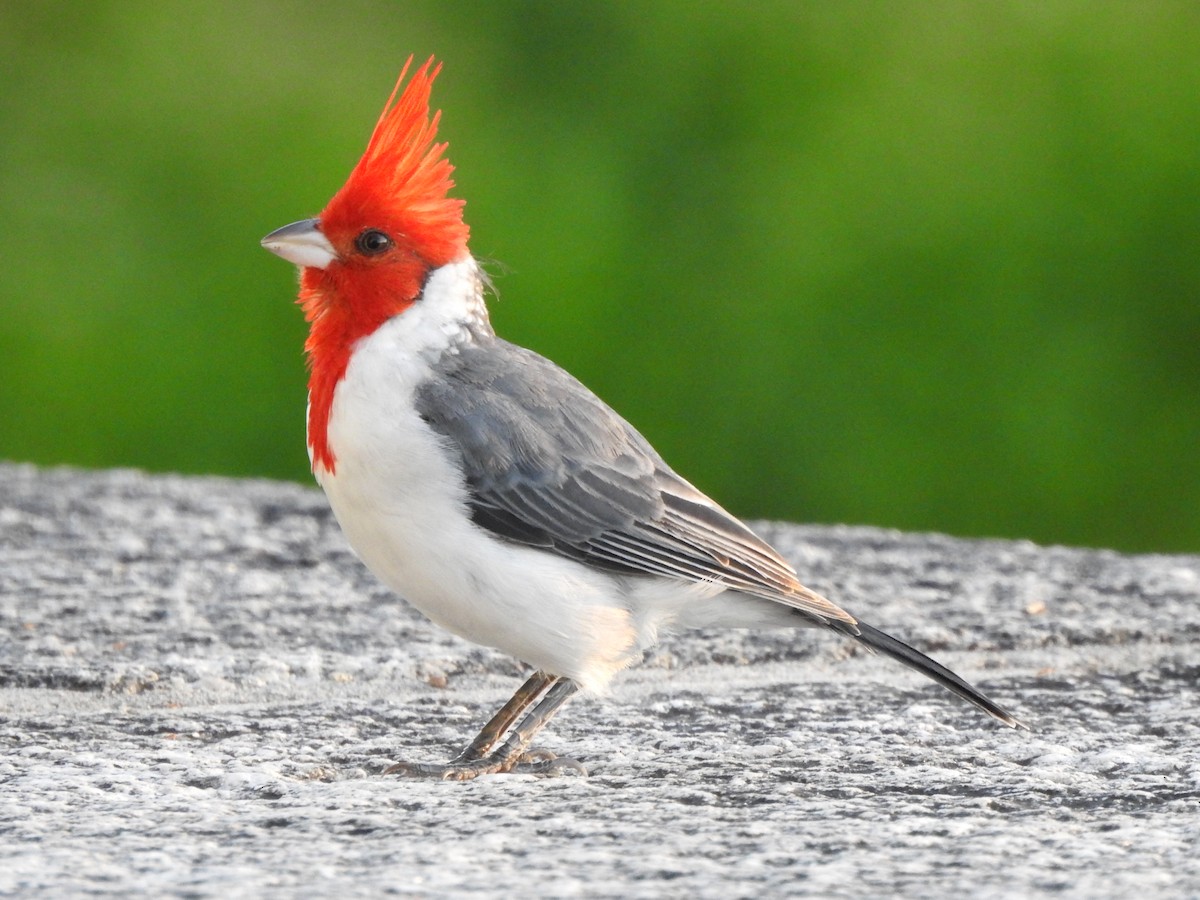 Red-crested Cardinal - ML92487461