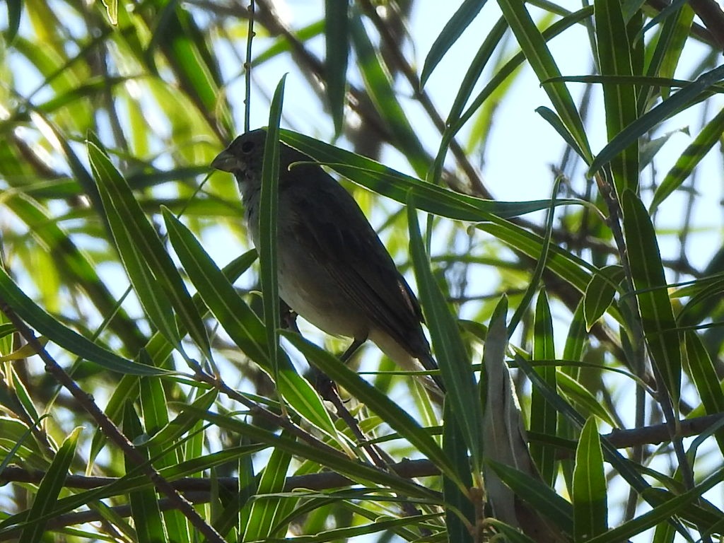 Double-collared Seedeater - ML92487801