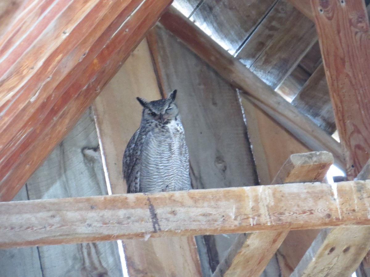 Great Horned Owl - ML92489021