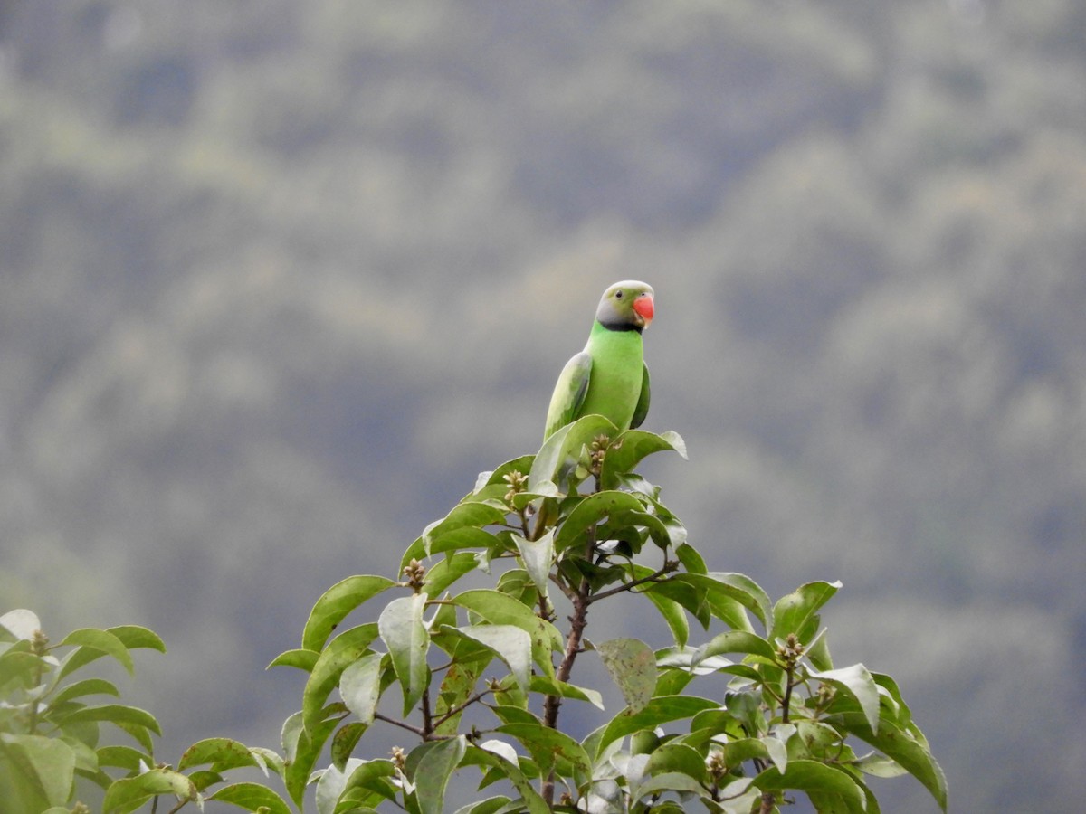 Папужець зеленошиїй - ML92489941